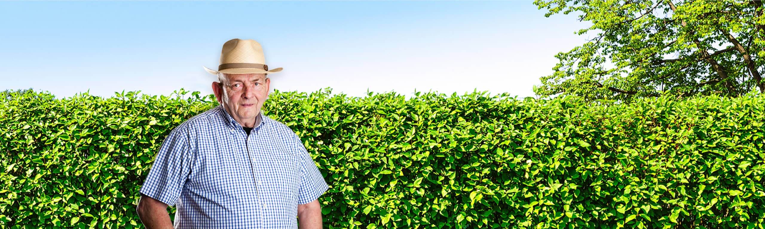 Dichte grüne Hecke unter blauem Himmel – Symbolbild für pflegeleichte Heckenpflanzen und Gestaltungsideen.